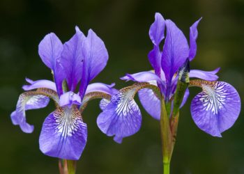 ☀️ 29-июнга карата өлкөдөгү аба ырайы