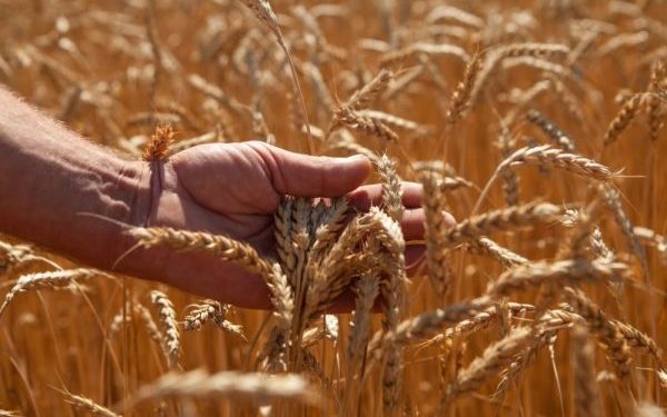 Министрлик айыл чарба товарларын экспорттоого тыюу салууну сунуштады