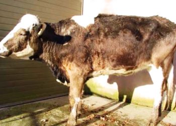 Ысык-Көлдөгү базарда цестодоз, бруцеллёз менен ооруган уйларын сатып жиберишкен