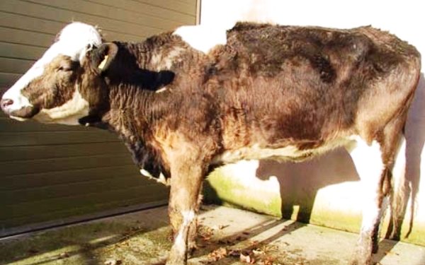 Ысык-Көлдөгү базарда цестодоз, бруцеллёз менен ооруган уйларын сатып жиберишкен