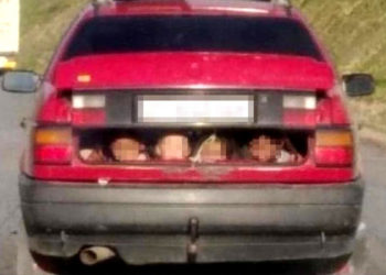 Кошунанын балдарын багажникке салып, тойго кетип бара жаткан айдоочу кармалып, айып пул салынды