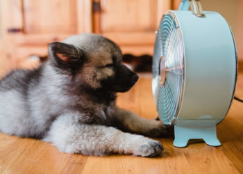 Өлкөдө 4-8-июль күндөрү мээ кайнаткан ысык болот