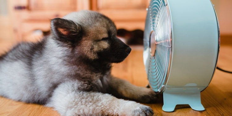 Өлкөдө 4-8-июль күндөрү мээ кайнаткан ысык болот