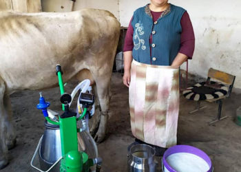 Сүттүн сапатына үстөк акы алган фермерлердин саны 8 пайыздан 60 пайызга чейин өстү