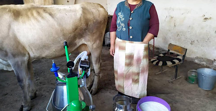 Сүттүн сапатына үстөк акы алган фермерлердин саны 8 пайыздан 60 пайызга чейин өстү