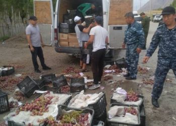 Тажикстандан Кыргызстанга 4 тонна жүзүмдү мыйзамсыз киргизгендер кармалды (видео)