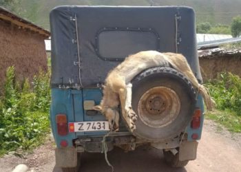 Кара-Кулжада 13 жаштагы кызды бутунан тиштеп, сүйрөгөн карышкыр муунтуп өлтүрүлдү. Окуянын чоо-жайы