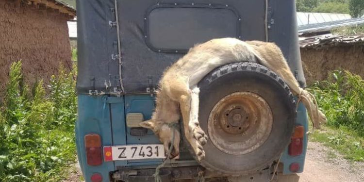 Кара-Кулжада 13 жаштагы кызды бутунан тиштеп, сүйрөгөн карышкыр муунтуп өлтүрүлдү. Окуянын чоо-жайы