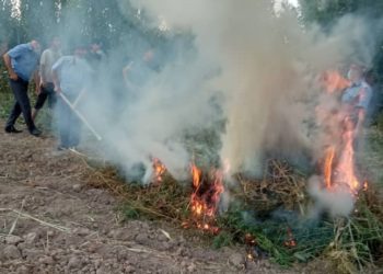 Жалал-Абадда 12 тоннага жакын кара куурай өрттөлдү (сүрөт)