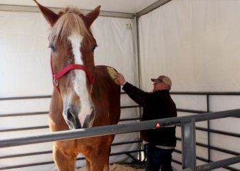 Гиннесстин рекорддор китебине кирген дүйнөдөгү эң чоң ат өлдү (сүрөт)