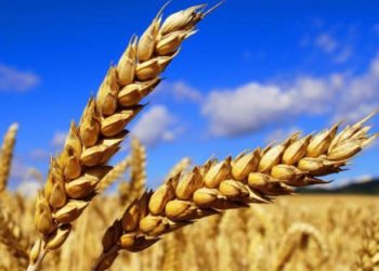 Өлкөдө буудайдын баасы бир жылдын ичинде дээрлик 40 пайызга жогорулады