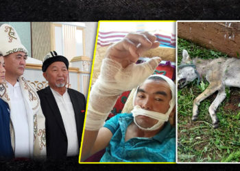 ЖАНЫЛЫКТАР. Кара-Кулжада карышкыр 13 жаштагы кызды бутунан тиштеп, сүйрөгөн. Окуянын чоо-жайы