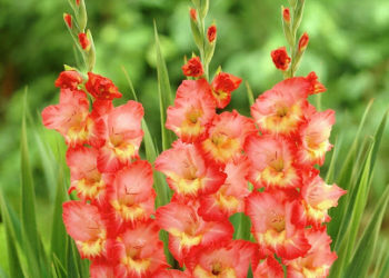 13-июлга карата өлкөдөгү аба ырайы