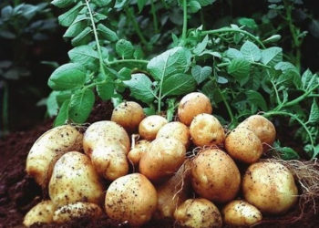 Статком: «Айрым тамак-аш продуктуларына болгон баалардын төмөндөшү байкалууда»