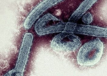 «Эболага окшош». Гвинеяда дагы бир коркунучтуу вирус пайда болду