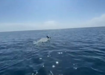 «84 чакырым артта калды». Владислав Шулико Ысык-Көлдүн дээрлик жарымын сүзүп өттү (видео)