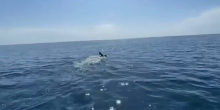 «84 чакырым артта калды». Владислав Шулико Ысык-Көлдүн дээрлик жарымын сүзүп өттү (видео)