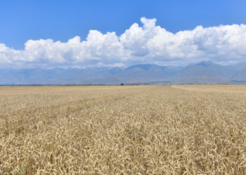 Дан эгинин импорттоо жана ун жеткирлүүлөр 1 жылга кошумча нарк салыгынан бошотулду