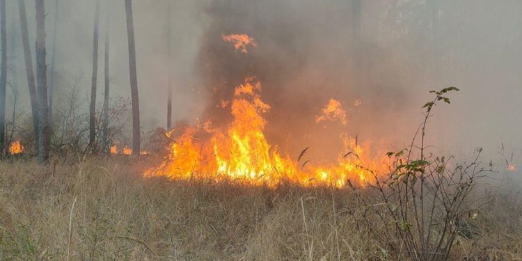 Ошто 1,5 гектар аянттагы куураган чөп күйдү (видео)