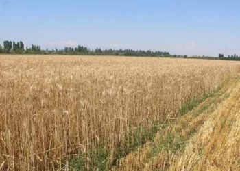 Кургакчылык жана сугат суусунун жетишсиздиги айыл чарба өсүмдүктөрүнүн түшүмүнүн азайышына алып келди