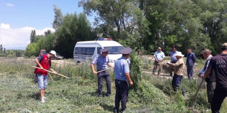 Кыргызстанда 187 тоннадан ашык кара куурай жок кылынды