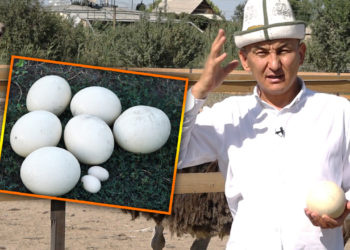 Баасы эки миң долларлык төө куштардын бир жумурткасы беш миң сом