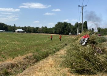 Чүйдө 3,7 гектардагы кара куурай жок кылынды