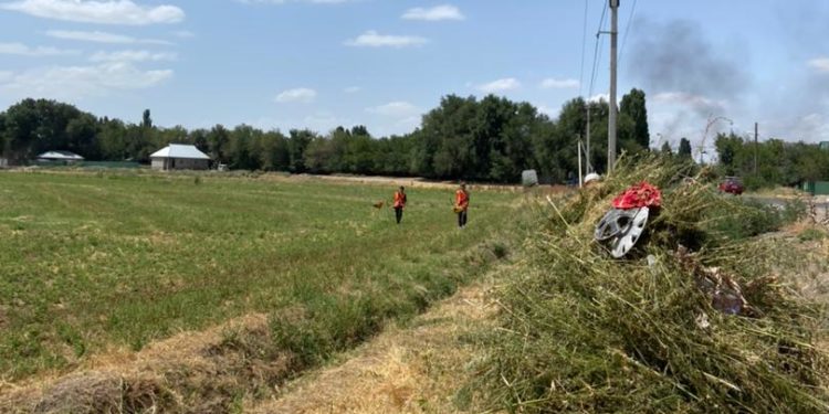 Чүйдө 3,7 гектардагы кара куурай жок кылынды