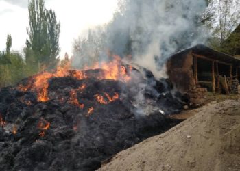 Балдардын шоктугунан Түптө 2 тонна эндей чөп өрттөнүп кетти (сүрөт)