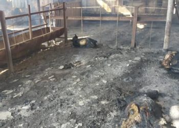 Александровка айылында сарайда өрт чыгып, 15 кой күйүп кетти