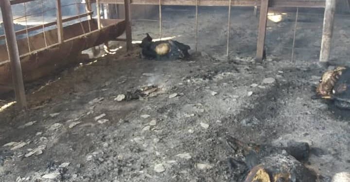 Александровка айылында сарайда өрт чыгып, 15 кой күйүп кетти