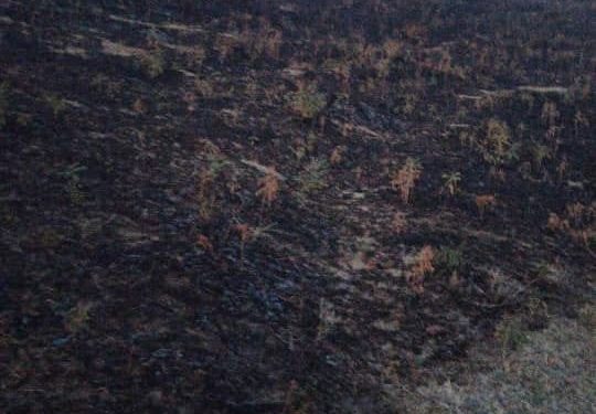 Бүгүн түнү Байгелди айылында тоонун боорунда куураган чөптөн өрт чыкты (видео)