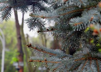 Өлкөдө жакынкы күндөрү суук түшөт