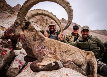 Мамлекеттик экология комитети Ысык-Көлдө чет өлкөлүктөрдүн тоо текеге аңчылык кылышы боюнча комментарий берди