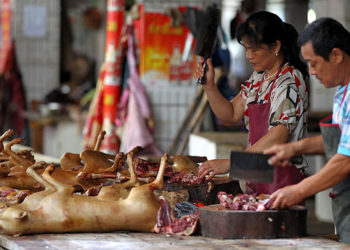 Түштүк Кореянын президенти иттин этин колдонууга тыюу салууну сунуштады