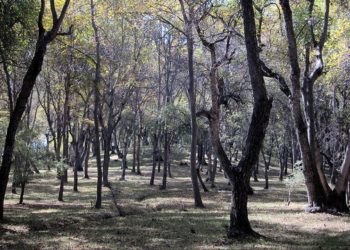 Таластагы токойдун жээгинен 48 жаштагы кишинин жансыз денеси табылды. Ал киши колдуу болгон