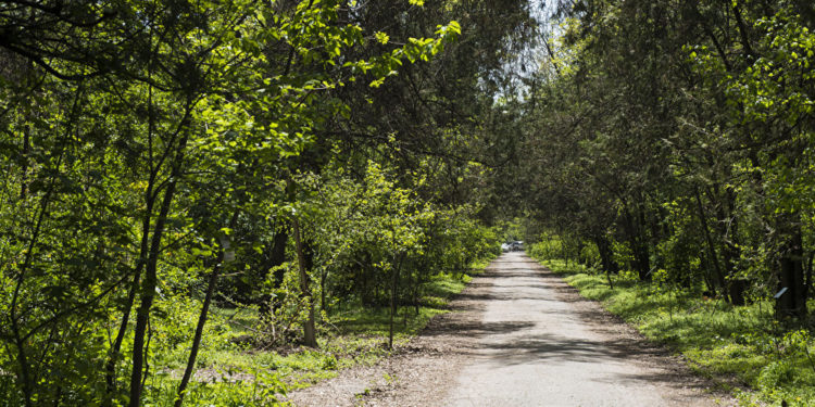 Үйүнөн белгисиз тарапка чыгып кеткен аялдын жансыз денеси Ботаникалык бакчадан табылды
