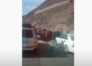 Боом капчыгайында төө куш унааларды аралап карматпай качып жүргөн видео тарады