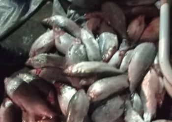 Ысык-Көлдө 32 жаштагы жарандын үйүнөн баңгизат жана мыйзамсыз кармалган балыктар табылды