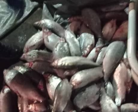 Ысык-Көлдө 32 жаштагы жарандын үйүнөн баңгизат жана мыйзамсыз кармалган балыктар табылды