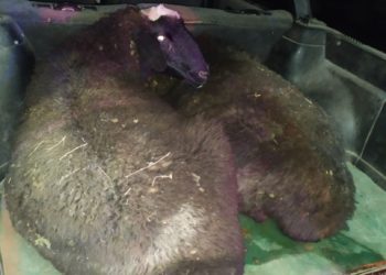 Ысык-Көлдө эки жигит мал уурдоого шектелип кармалышты