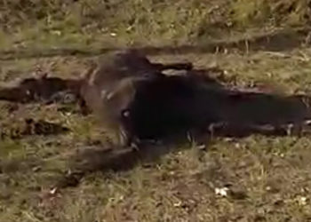 «18 жаштагы жигиттер». Сузакта айдоочу жылкыны сүзүп, 4 адам жабыркады