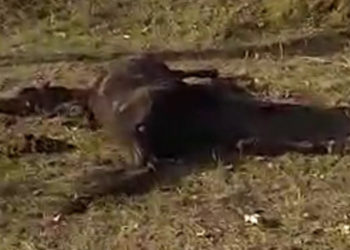 Сузакта жылкыны сүзүп, ооруканага түшкөн 4 жигиттин бирөөсү көз жумду