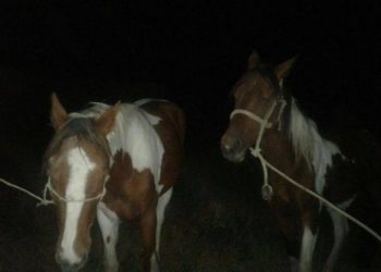 Өзбекстандын аймагына өтүп кеткен 10 баш жылкы Кыргызстанга кайтарылды