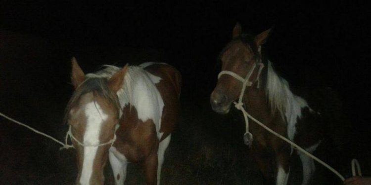 Өзбекстандын аймагына өтүп кеткен 10 баш жылкы Кыргызстанга кайтарылды