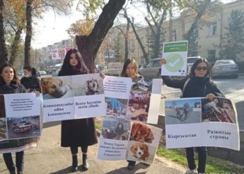Бишкекте ыктыярчылар иттерди атууга каршы митингге чыгышты