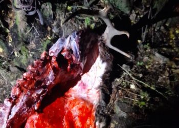 Сары-Челек биосфералык коругунда браконьерлер тарабынан марал өлтүрүлдү (сүрөт)