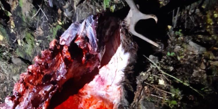 Сары-Челек биосфералык коругунда браконьерлер тарабынан марал өлтүрүлдү (сүрөт)