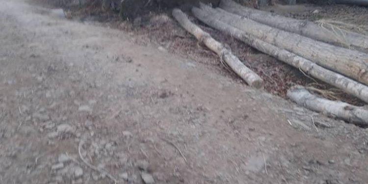 Таласта катуу шамалдан улам терек кулап, 46 жаштагы киши көз жумду