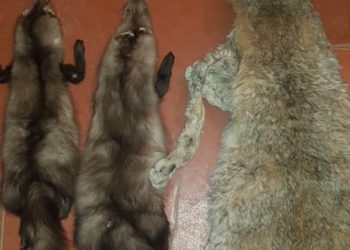 Жалал-Абадда курал-жарактар жана сейрек кездешүүчү жаныбарлардын терилери табылды (сүрөт)